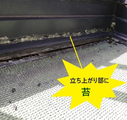 立ち上がり部に苔　ベランダ